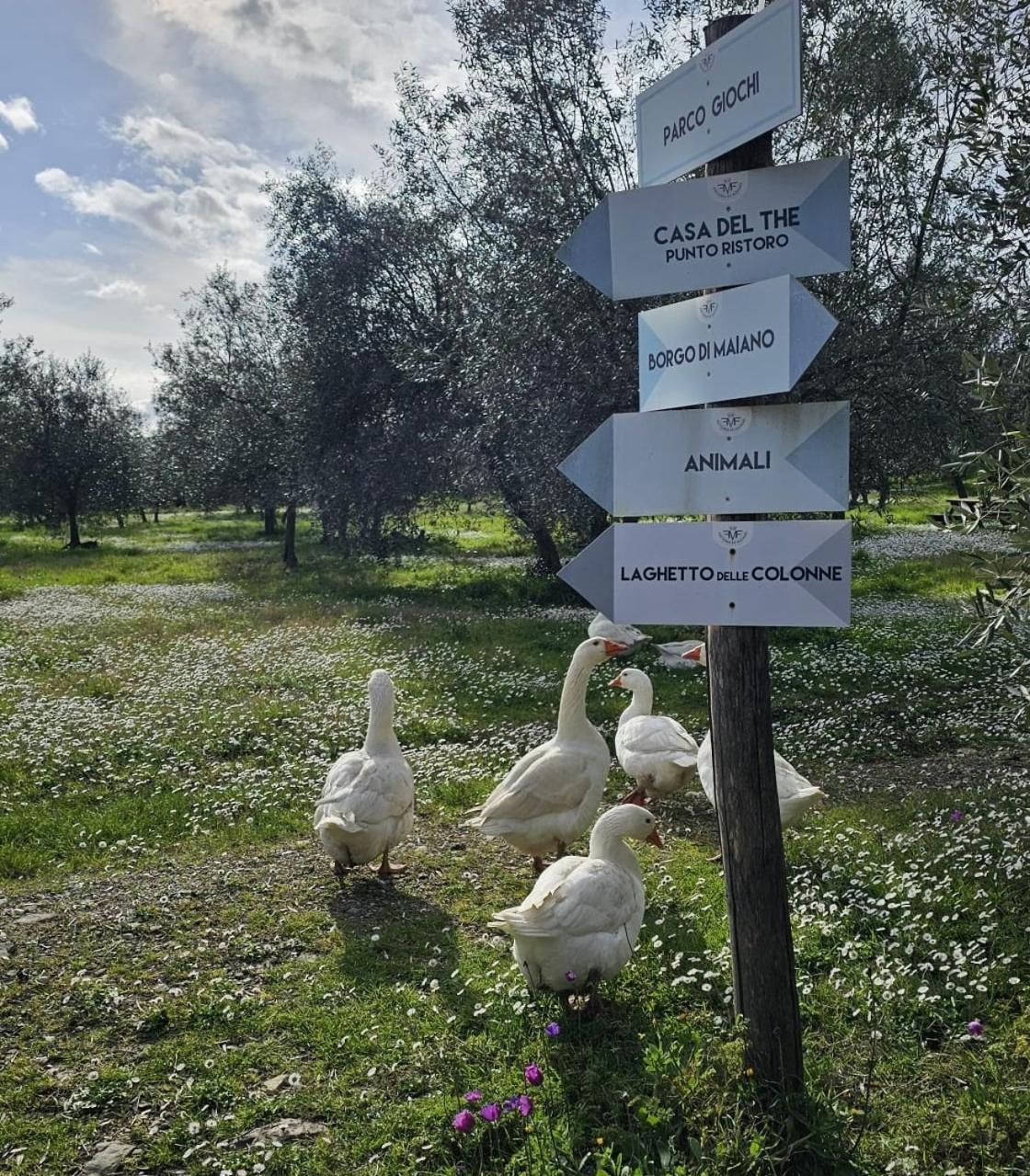 Agriturismo Fattoria Di Maiano Fiesole Dış mekan fotoğraf