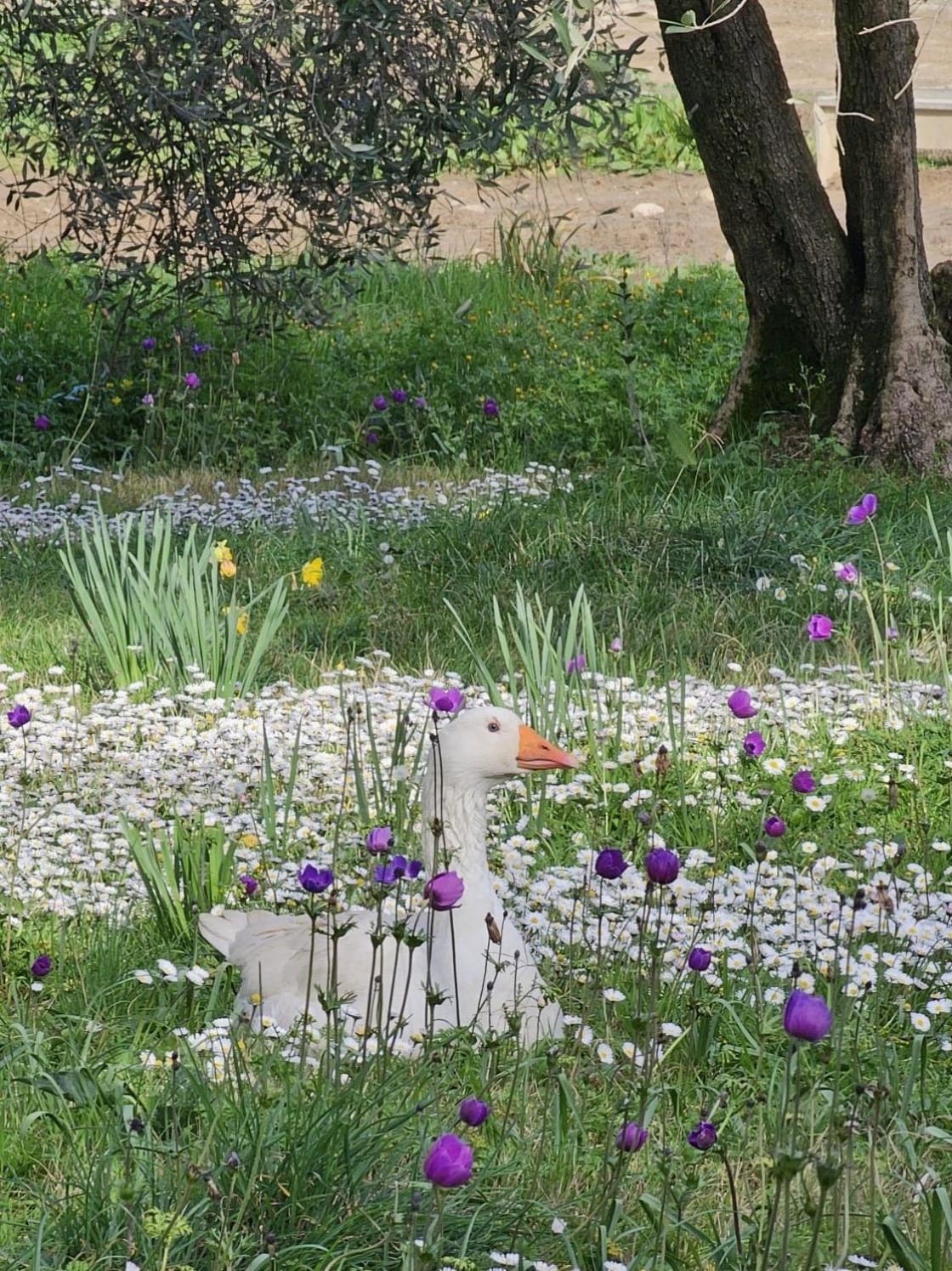 Agriturismo Fattoria Di Maiano Fiesole Dış mekan fotoğraf